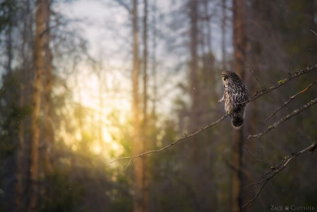 Great Gray Owl perched at sunset, Montana