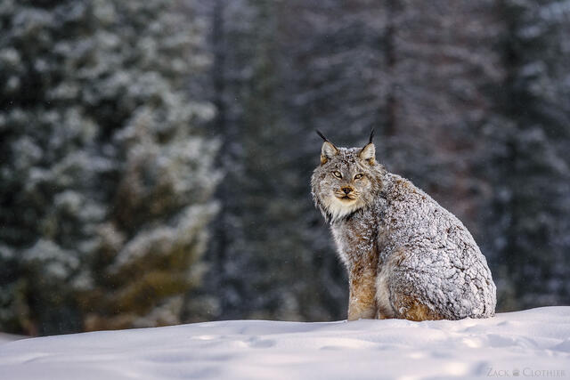 Canada lynx covered in fresh snow, Montana