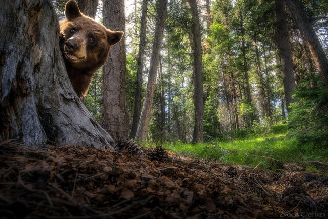Black bear peeking around tree in the forest, western Montana