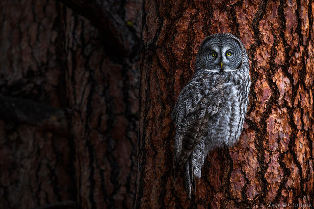Great Gray Owl perched in a ponderosa pine forest, Montana