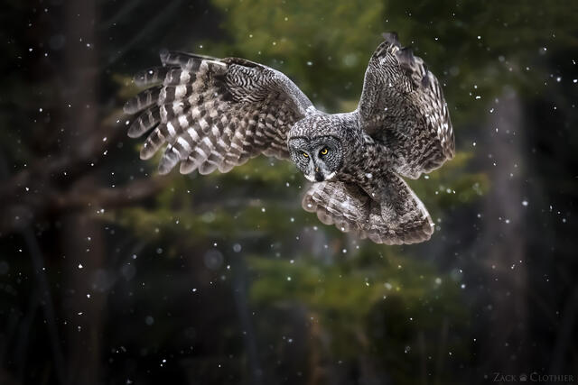 Great Gray Owl hunting in a light snowfall, Montana