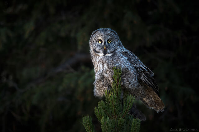 Great Gray Owl perched among the evergreens, Montana