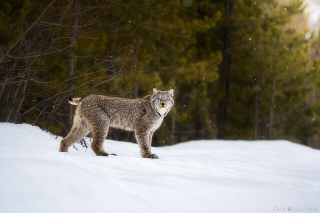 Canada lynx in winter, Montana