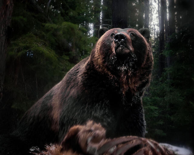 Grizzly Bear standing over elk carcass, Montana