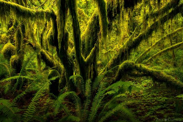 A primordial forest in the Hoh Rainforest draped in moss, Olympic National Park, Washington