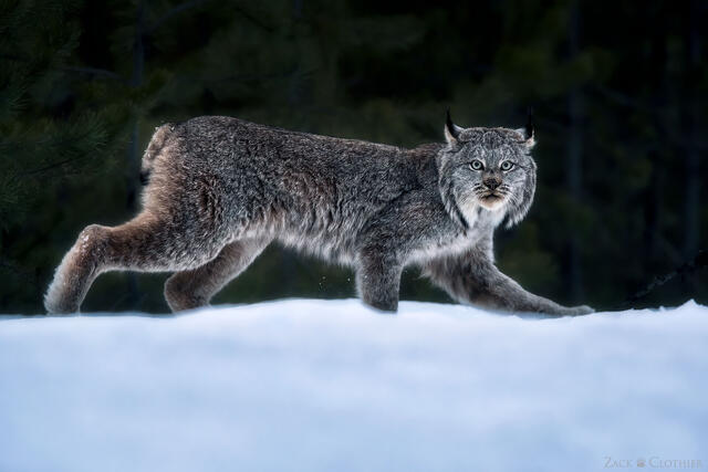 Canada lynx in winter, Montana