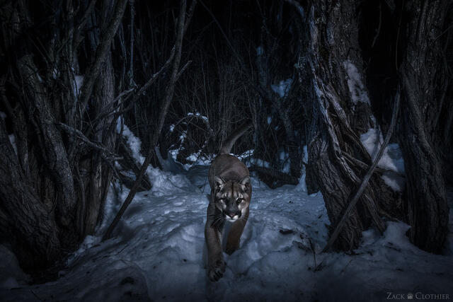 Mountain lion prowling the night, Montana