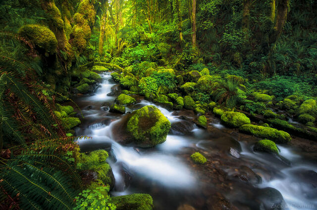 Ruckel Creek flowing through a mossy forest, Columbia River Gorge, Oregon