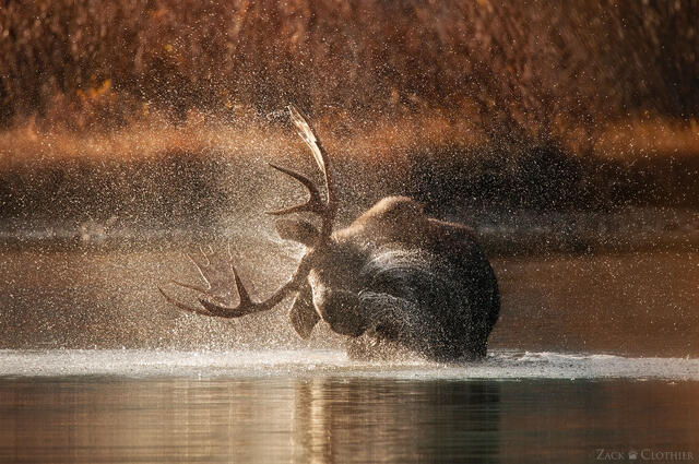 Why Fine Art Nature Photography Outshines Mass-Produced Wall Décor