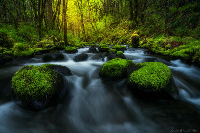 Small stream flowing through lush mossy forest, Columbia River Gorge, Oregon