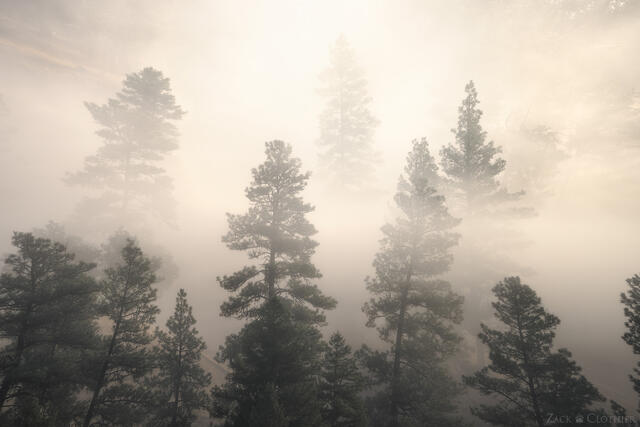 Fog drifting through a towering stand of ponderosa pines in western Montana on a moody autumn morning.