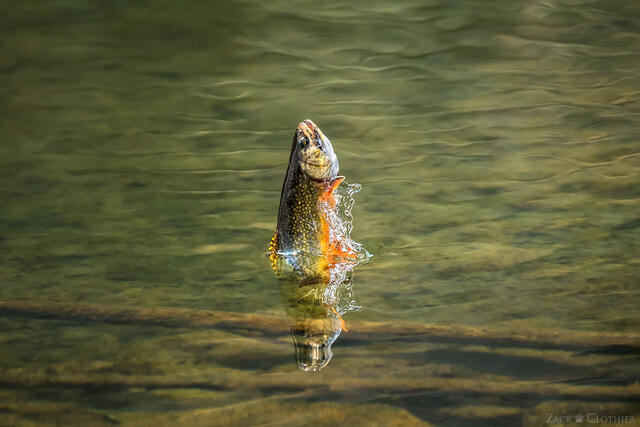 Brook trout rising for a mayfly on alpine lake, Pioneer Mountains, Montana