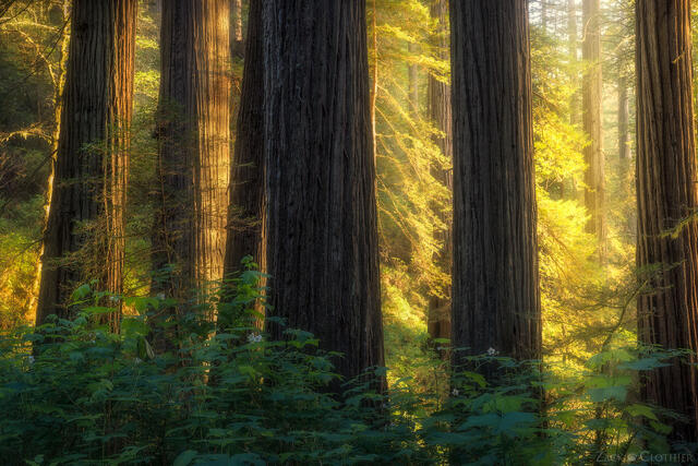 Warm evening light in a redwoods forest along the California coast