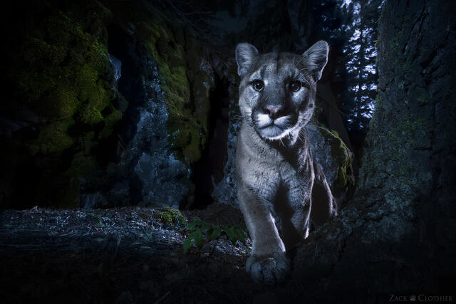 A rare wide angle capture of a mountain lion in its natural habitat in Montana
