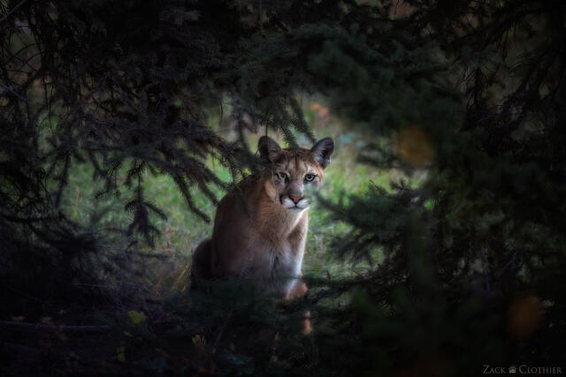 Cougar peering through a window in the forest, western Montana