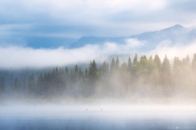 Common loons on a foggy mountain lake, western Montana