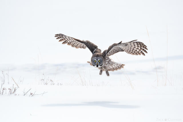 Great Gray Owl flying low, Montana