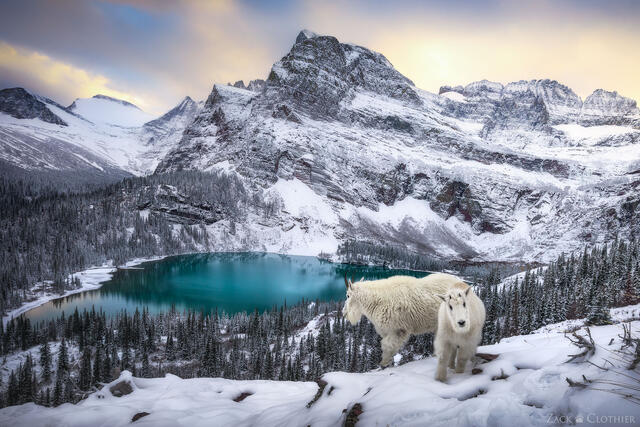Mountain goats above Grinnell Lake at sunset, Glacier National Park, Montana