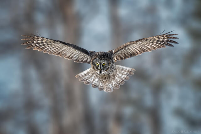 Great Gray Owl in flight, Montana