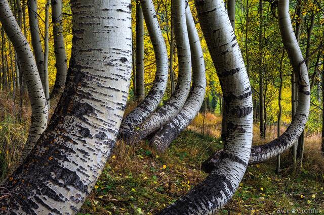 Curvy aspens in autumn forest, San Juan Mountains, Colorado
