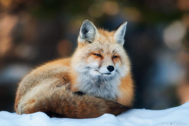 Red fox curled up on winter evening, Grand Teton National Park, Wyoming