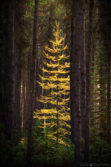 A lone larch in a western Montana forest at sunset