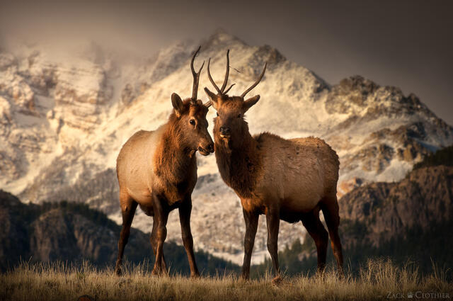 Young bull elk sparring in front of Electric Peak, Yellowstone National Park, Wyoming