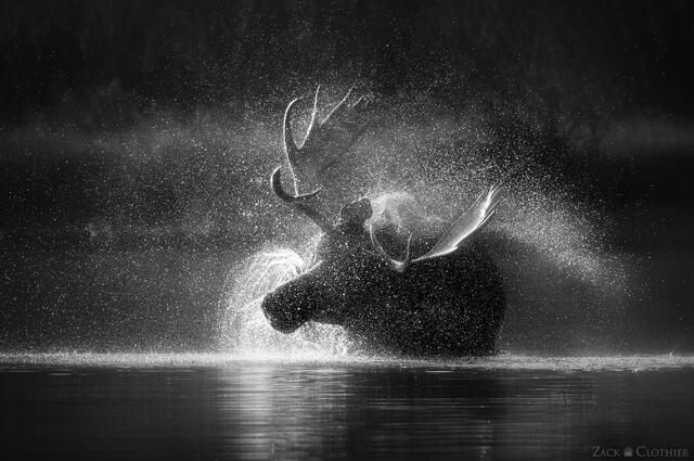 Bull moose shakes off in a mountain lake, Glacier National Park, Montana