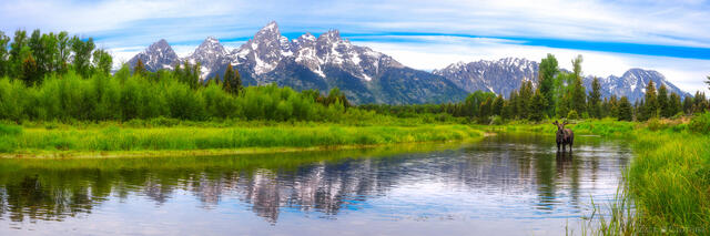 Panoramic of lone moose in pond reflecting the Teton Range, Grand Teton National Park, Wyoming