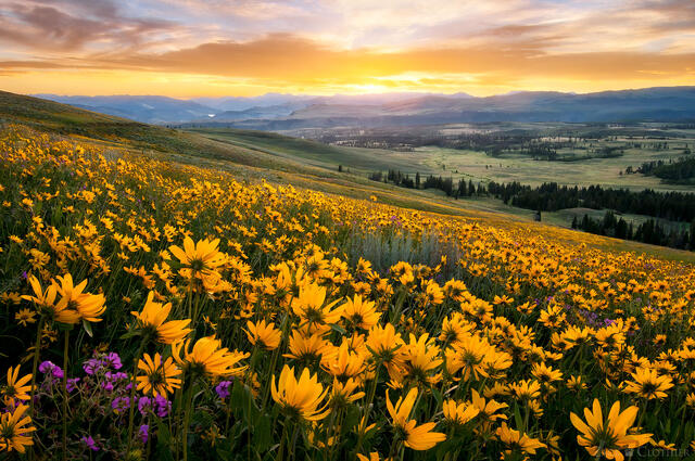 Wildflowers blooming at sunrise in Yellowstone National Park, Wyoming