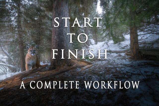 START TO FINISH: A Complete RAW Processing Workflow for Camera Trappers and Wildlife Photographers