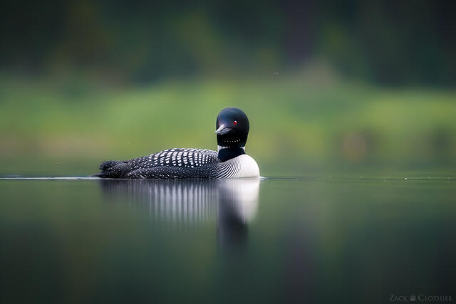 Common loon on a tranquil mountain lake, western Montana