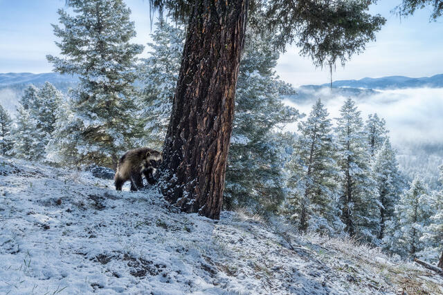 Wolverine in the mountains following a spring snowfall, Montana