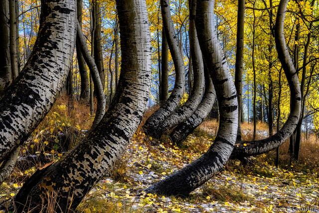 Curvy, twisted aspens in an autumn forest, San Juan National Forest, Colorado