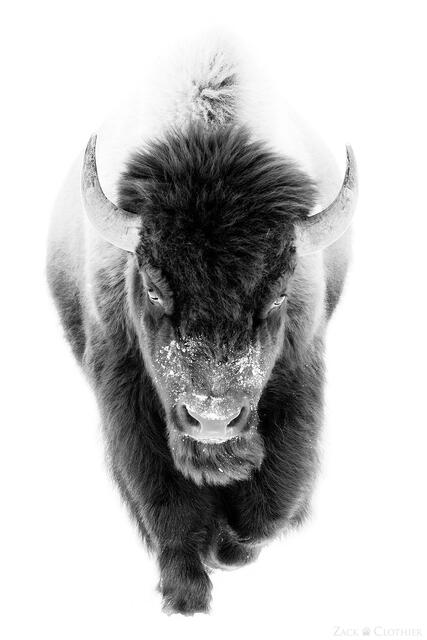 Bull bison approaching in winter, Yellowstone National Park, Wyoming