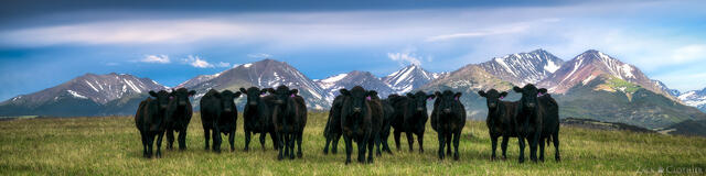 A herd of cattle in Montana, standing shoulder to shoulder, with the Crazy Mountains rising above the valley beyond.