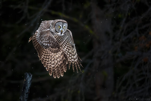 Great Gray Owl in flight, Montana