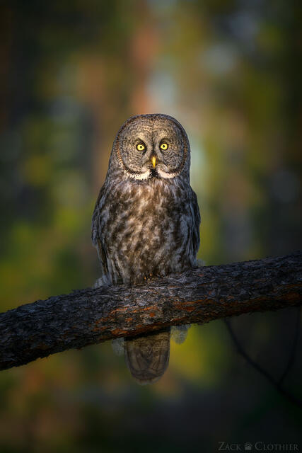 Great Gray Owl perched in the forest, Montana