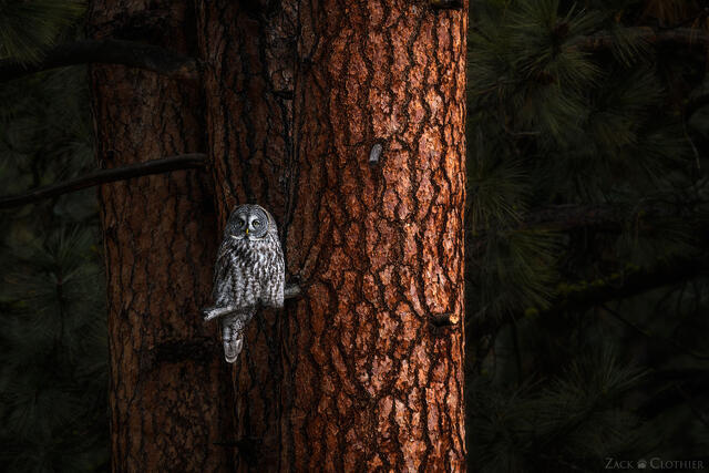Great Gray Owl perched in ponderosa pine forest, Montana