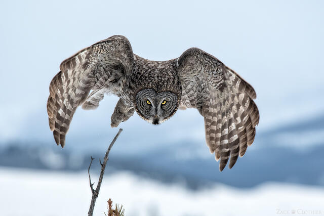 Great Gray Owl in flight, Montana