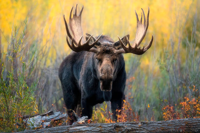 MOOSE