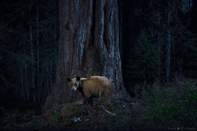 Young black bear and old growth western larch, western Montana