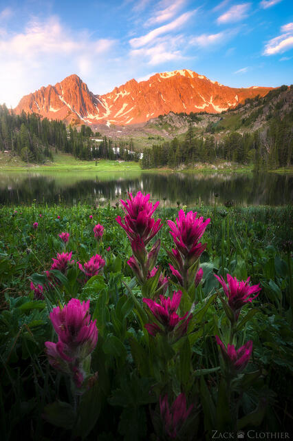 Indian paintbrush blooming along the shores of a picturesque alpine lake on a summer morning in Montana's Lee Metcalf Wilderness