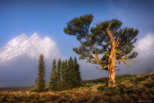 Ancient limber pine in the fog, Grand Teton National Park, Wyoming