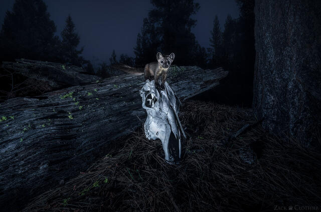 Pine marten atop an elk skull, western Montana