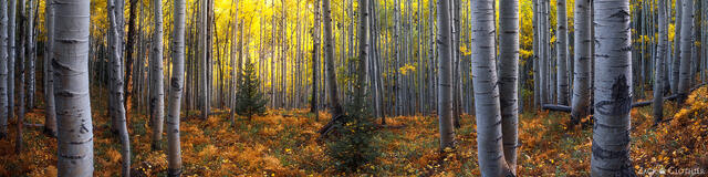 A golden autumn aspen forest in Colorado glowing in evening light in Gunnison National Forest