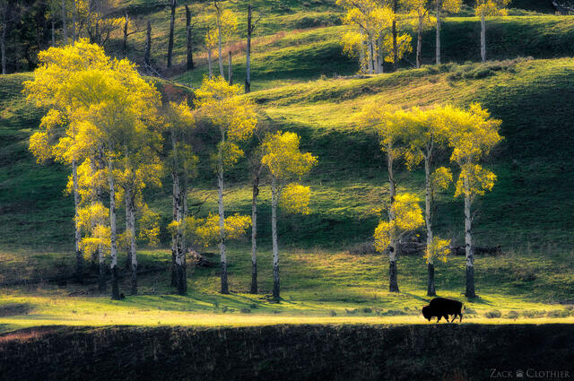 Lone bull bison in Lamar Valley, Yellowstone National Park, Wyoming