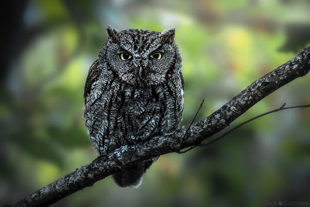 Western Screech Owl perched in the forest at dusk, Montana