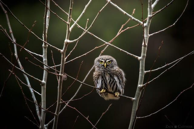 Northern Pygmy Owl perching, Montana