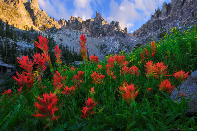 Indian Paintbrush in remote alpine cirque in the Idaho Rocky Mountains at sunrise